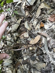 Ligusticum canadense, photograph (c) Will McFarland, some rights reserved (CC BY)