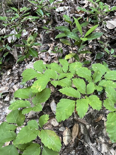 Ligusticum canadense, photograph 5