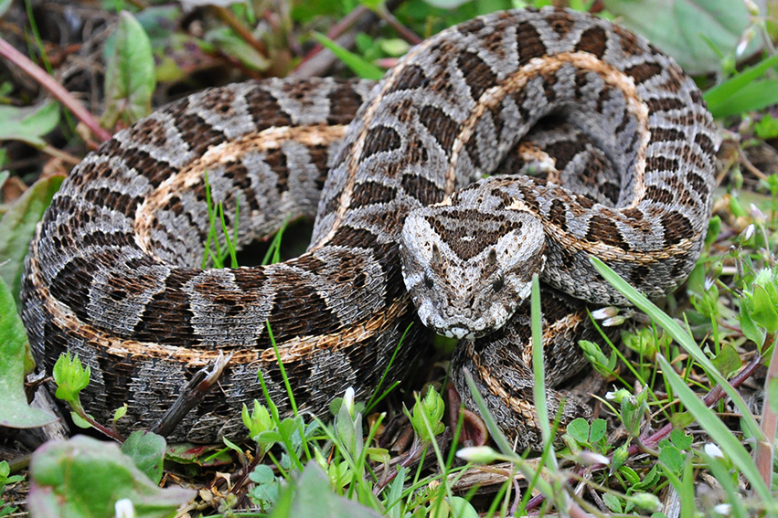 Kenya Horned Viper