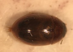 Enochrus sayi