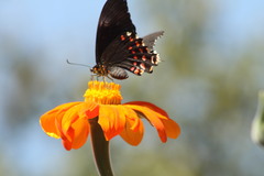 Heraclides rogeri pharnaces