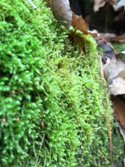 Sciuro-hypnum plumosum