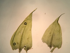 Sciuro-hypnum plumosum