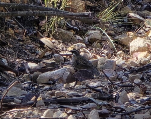 Spotted Quail-thrush (Cinclosoma punctatum), photo 3