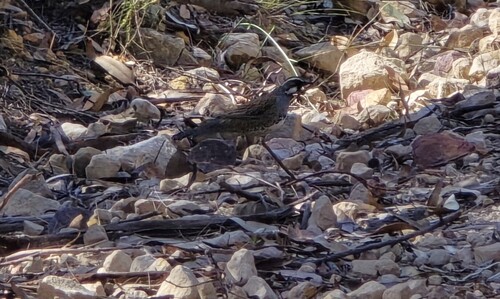 Spotted Quail-thrush (Cinclosoma punctatum), photo 2