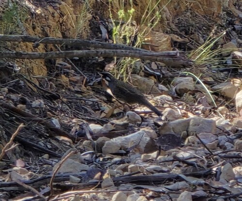 Spotted Quail-thrush (Cinclosoma punctatum), photo 6
