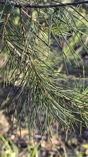 Hakea bakeriana, photograph 3