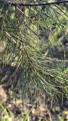 Hakea bakeriana, photograph (c) Petra Holland, some rights reserved (CC BY)
