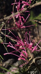 Hakea bakeriana