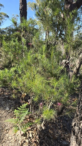 Hakea bakeriana, photograph 2