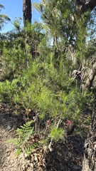 Hakea bakeriana, photograph (c) Petra Holland, some rights reserved (CC BY)
