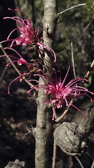 Hakea bakeriana, photograph (c) Petra Holland, some rights reserved (CC BY)