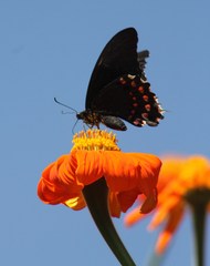 Heraclides rogeri pharnaces