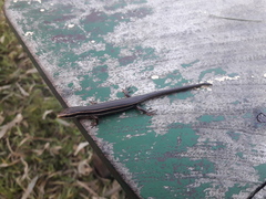 Aspronema dorsivittatum