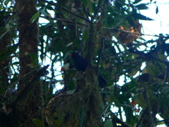Turdus serranus