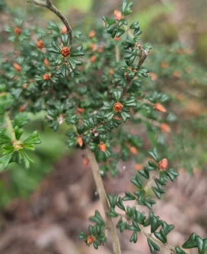 Pultenaea scabra, photograph 2