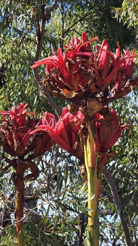 Gymea lily (Doryanthes excelsa)