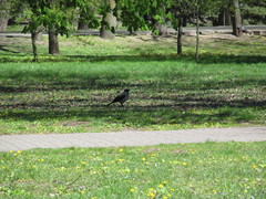 Corvus cornix