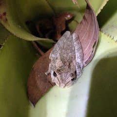 Osteopilus dominicensis