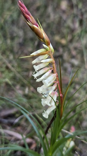 Dracophyllum secundum, photograph 2