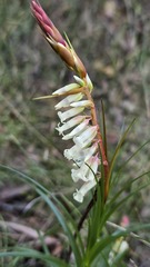 Dracophyllum secundum, photograph (c) Petra Holland, some rights reserved (CC BY)