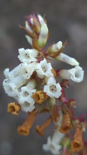 Dracophyllum secundum, photograph 4