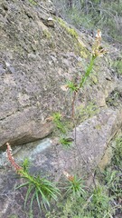 Dracophyllum secundum, photograph (c) Petra Holland, some rights reserved (CC BY)