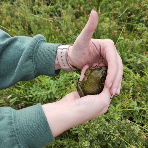 Green Frog