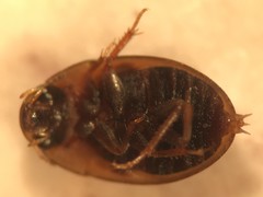 Enochrus sayi