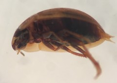 Enochrus sayi