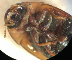 Enochrus sayi