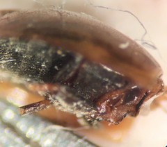 Enochrus sayi