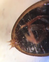Enochrus sayi