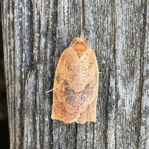 Parallel-banded Leafroller Moth photo 5
