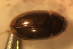 Enochrus ochraceus