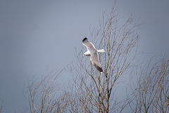 Larus fuscus barabensis
