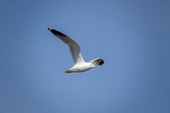 Larus fuscus barabensis