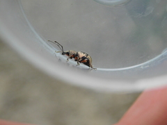 Otiorhynchus lepidopterus