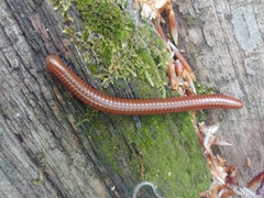 Pachyiulus hungaricus