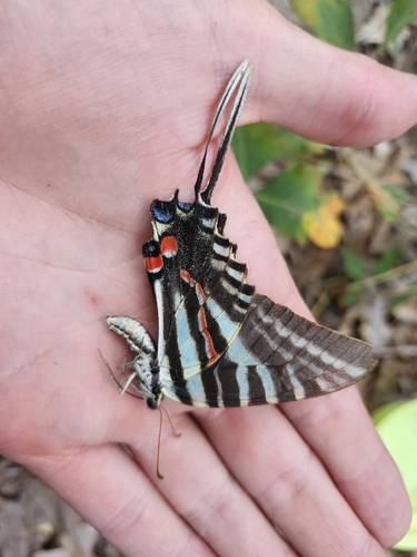 Zebra Swallowtail