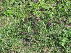 Glechoma hederacea