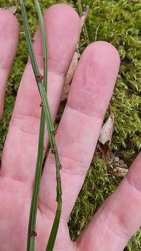 Amperea xiphoclada, photograph 4