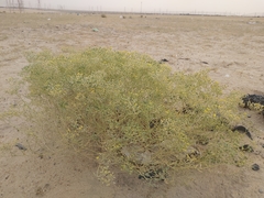 Haplophyllum tuberculatum