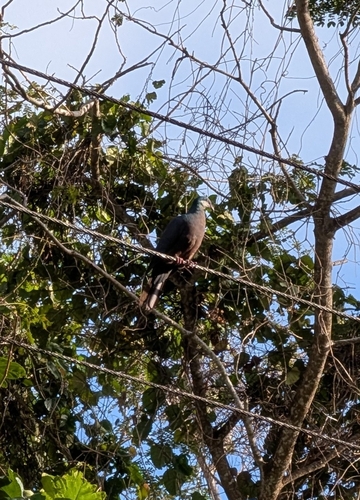 Metallic Pigeon