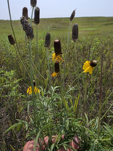 upright prairie coneflower