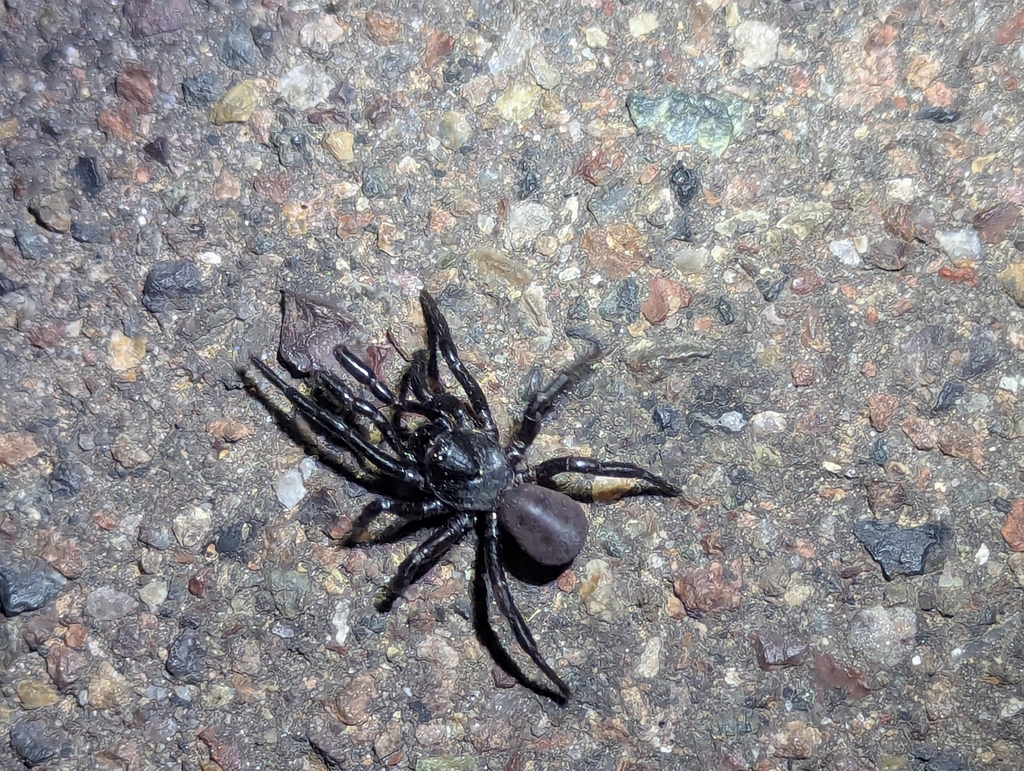 Ummidia gertschi