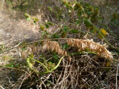 Melica altissima, photograph (c) Сергей Голубев, some rights reserved (CC BY)