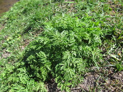 Anthriscus sylvestris