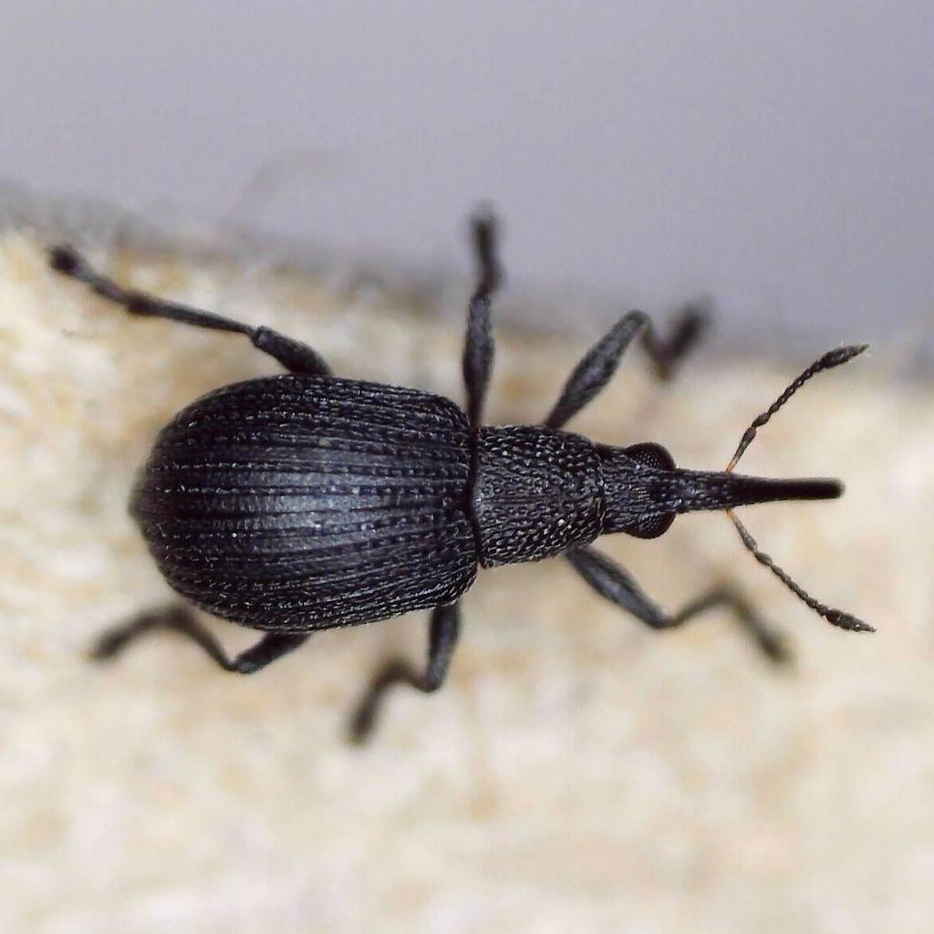Oxystoma subulatum