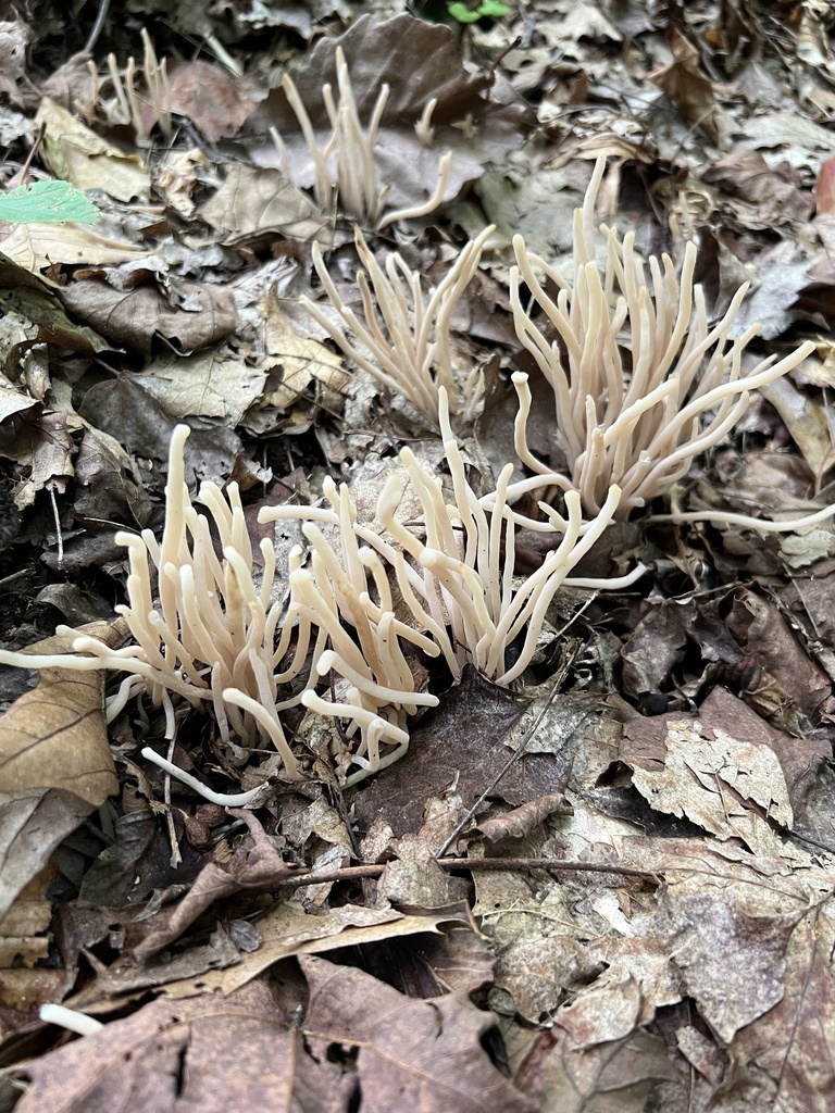 Smoky Spindles · August 2026 · photo: Photo: no rights reserved · iNaturalist